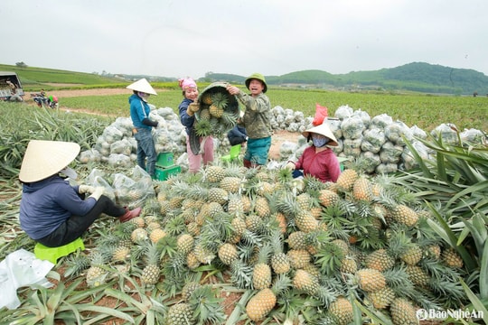 Bí quyết tránh 'được mùa mất giá' của người trồng dứa Nghệ An