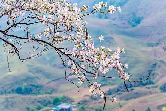 Lễ hội Hoa Ban 2025 Điện Biên