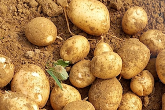 Nông dân Nghệ An được mùa khoai tây, thu 150 triệu đồng/ha