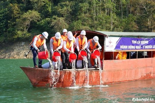 Thả hơn 50 nghìn con cá giống xuống lòng hồ Thủy điện Bản Vẽ