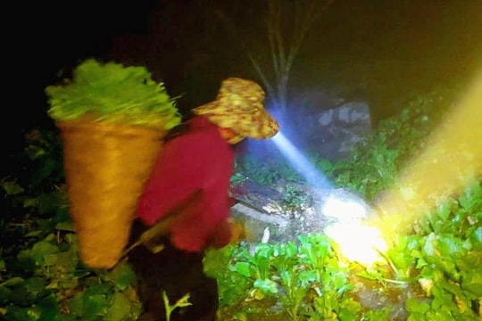 Đỏ đèn lên núi hái rau cải ngồng, nông dân rẻo cao Nghệ An kiếm tiền triệu mỗi ngày
