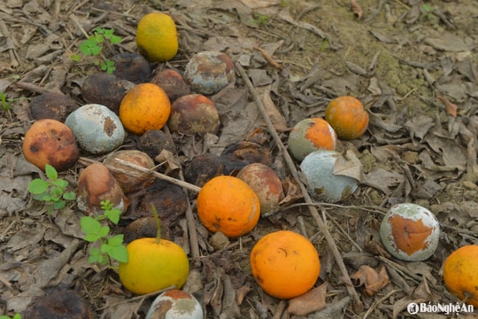 Bí đầu ra, quýt PQ rụng đầy vườn ở Quỳ Hợp