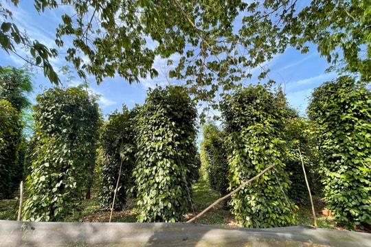 Giá tiêu hôm nay 14/3/2025: Tiếp tục tăng cao