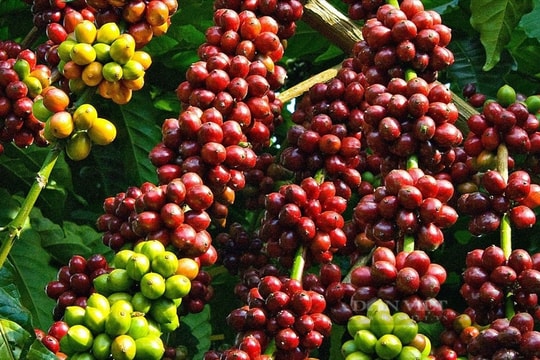 Giá cà phê hôm nay 15/3/2025: Tăng nhẹ trở lại