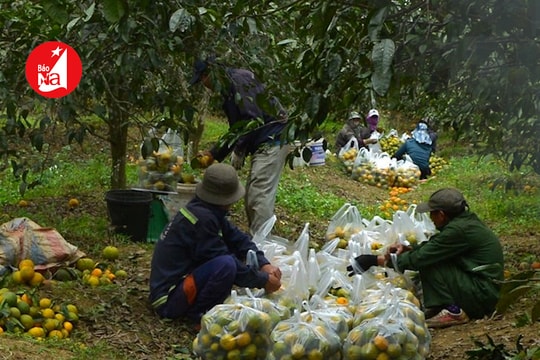 Quýt PQ Quỳ Hợp rụng đầy vườn vì không ai mua