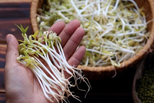 Những lợi ích của giá đỗ