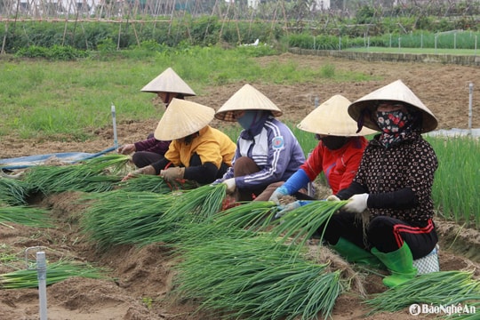 Nghệ An: Rau tiêu thụ mạnh, trên đà tăng giá