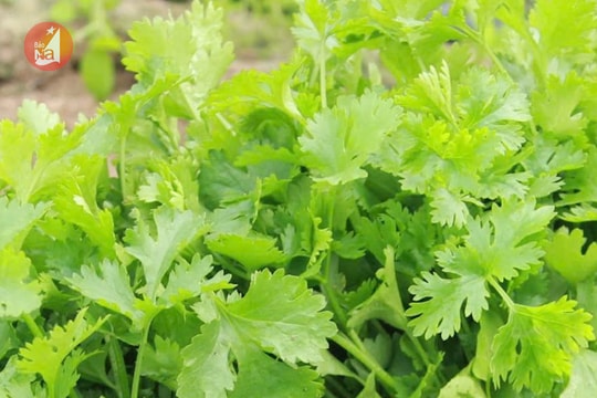 Rau, củ, quả ở Nghệ An trên đà tăng giá