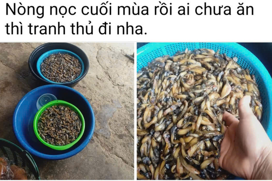 Người dân vùng cao Nghệ An săn nòng nọc suối bán online