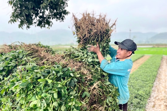 Lạc vụ Đông muộn ở Nam Đàn: Mất mùa, củ xấu