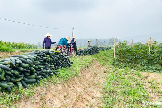 Giá bí xanh chạm đỉnh, nông dân Nghệ An ‘trúng đậm’