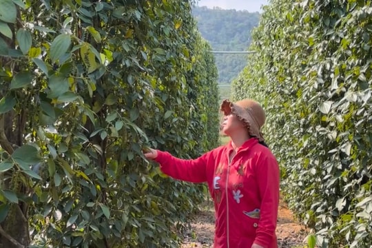 Giá tiêu hôm nay 20/3/2025: Hồ tiêu xuất khẩu tăng nhẹ