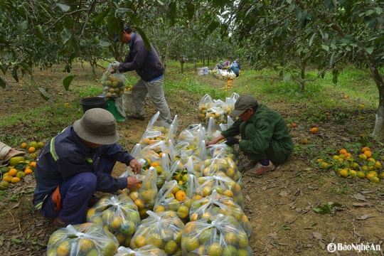 Chung tay giúp nông dân Quỳ Hợp tiêu thụ quýt PQ