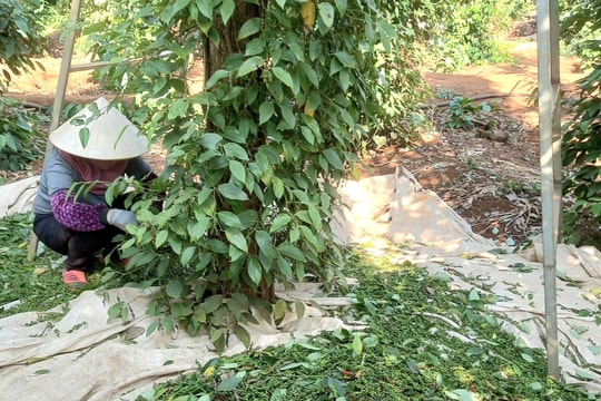 Giá tiêu hôm nay 21/3/2025: Đông Nam Bộ tăng nhẹ