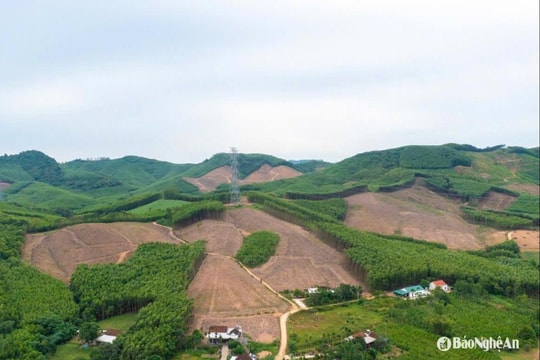 Nghệ An rà soát, xử lý các quy hoạch vùng nguyên liệu gỗ không thực hiện, kém hiệu quả