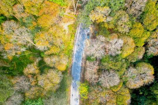 Ngỡ ngàng vẻ đẹp rừng săng lẻ Tương Dương mùa thay lá