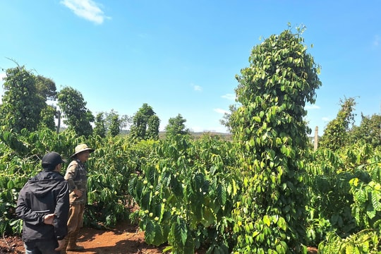Giá tiêu hôm nay 22/3/2025: Giảm nhẹ trở lại