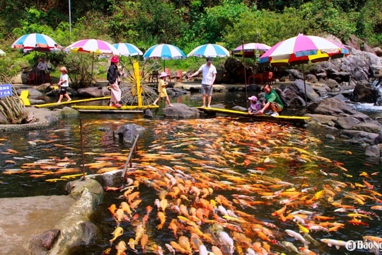 Đã mắt xem hàng nghìn con cá vàng bơi lội dưới suối trong veo ở miền Tây Nghệ An