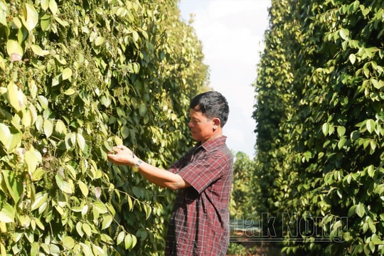 Giá tiêu hôm nay 23/3/2025: Không có biến động