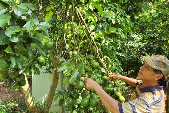 Giá tiêu hôm nay 24/3/2025: Tăng nhẹ tuần qua