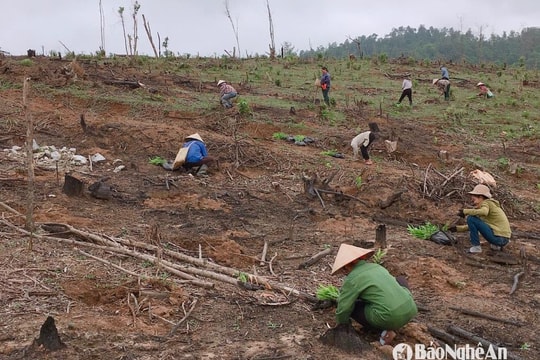 Nhiều nơi ở Nghệ An thiếu keo giống trồng rừng vụ Xuân