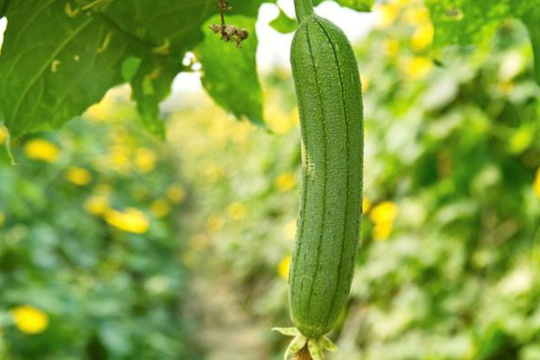 5 công dụng bất ngờ khi bạn ăn mướp thường xuyên vào mùa Hè