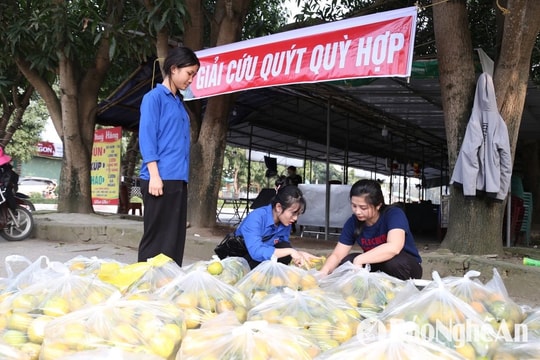 Hơn 70 tấn quýt PQ ở huyện Quỳ Hợp được 'giải cứu'