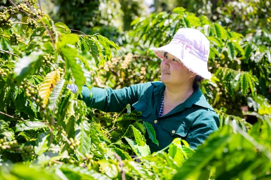 Giá cà phê hôm nay 26/3/2025: Giảm nhẹ hàng loạt