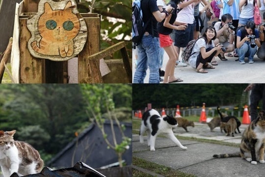 Ngôi làng có số lượng mèo nhiều hơn người, hút khách du lịch