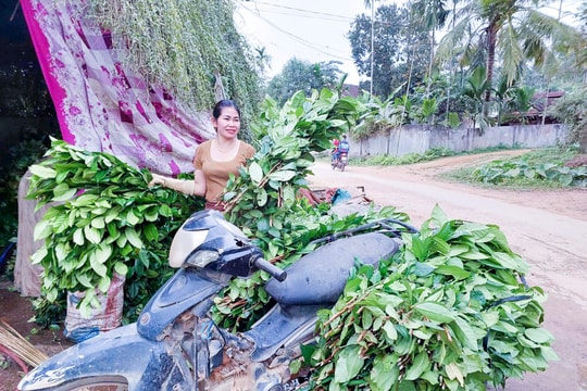 Mất mùa, chè xanh Nghệ An giá tăng gấp đôi