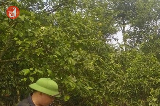 Quýt PQ ở Quỳ Hợp được 'giải cứu'