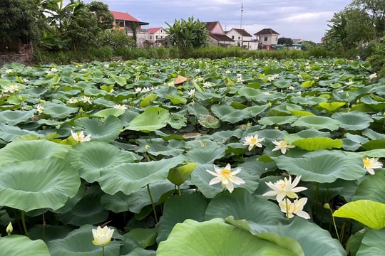 Nông nghiệp sạch gắn với du lịch sinh thái ở Nghệ An