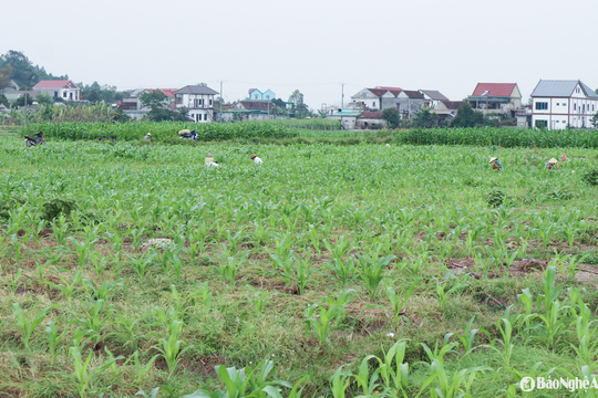 Nông dân Nghệ An tất bật thu hoạch hành tăm OCOP