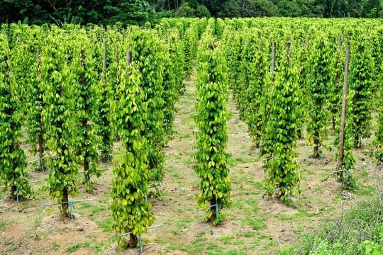 Giá tiêu hôm nay 28/3/2025: Không thay đổi