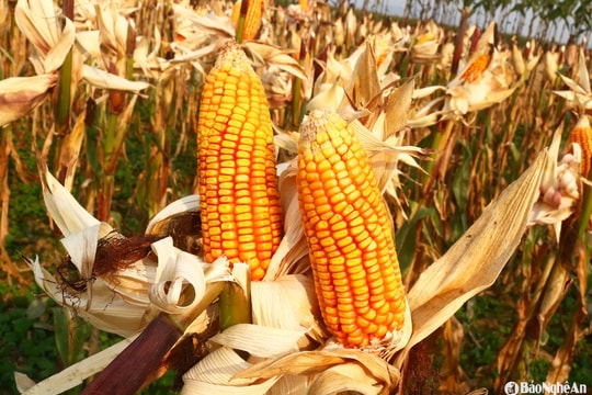 Nông dân ven sông Lam được mùa ngô bãi