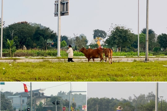 Nhiều người đi sai làn đường; Gia súc bị chăn thả trên tuyến Đại lộ Vinh - Cửa Lò