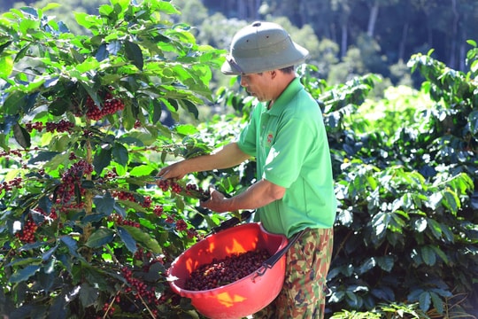 Giá cà phê hôm nay 29/3/2025: Tiếp tục giảm mạnh