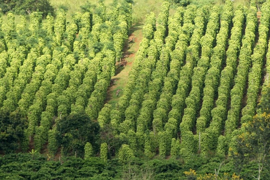 Giá tiêu hôm nay 29/3/2025: Giá tiêu Indonesia tăng nhẹ