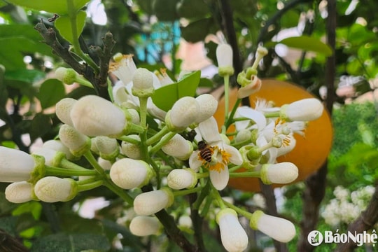 Nhà vườn Nghệ An kiếm cả chục triệu đồng từ hoa bưởi