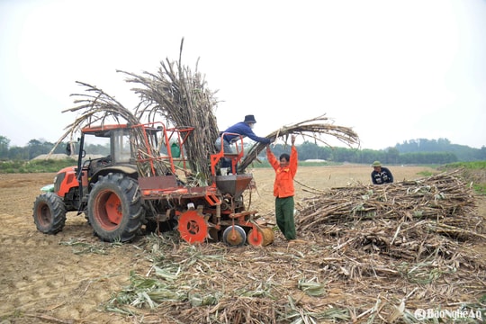 Nông dân Tân Kỳ cơ giới hóa mạnh mẽ nghề trồng mía, lãi liên tục tăng