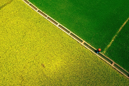 Con đường giữa cánh đồng 'nửa xanh, nửa vàng' gây sốt