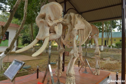 Hai bộ xương voi ở Pù Mát: Lời cảnh báo khẩn cấp về bảo tồn voi rừng