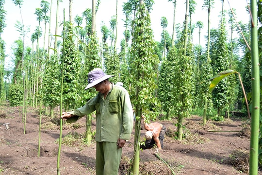 Giá tiêu hôm nay 1/4/2025: Giá giảm trở lại