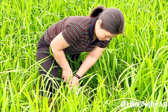 Nông dân Nghệ An tiết kiệm nước tưới từ sản xuất 'lúa carbon'