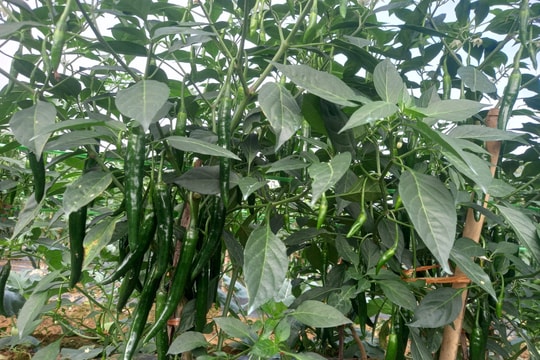 Nông dân huyện Diễn Châu trúng lớn vụ ớt cay xuất khẩu