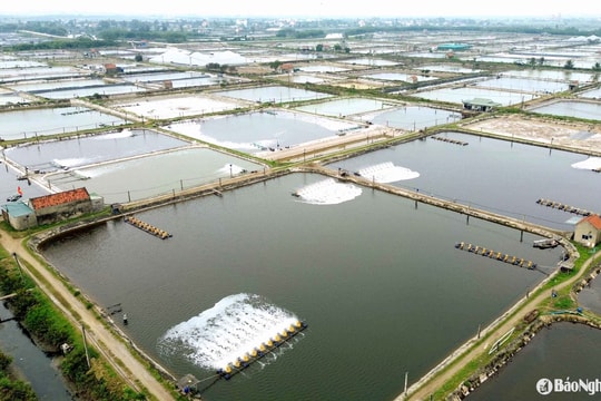 Nông dân Nghệ An nuôi tôm rải vụ, tối ưu hóa lợi nhuận