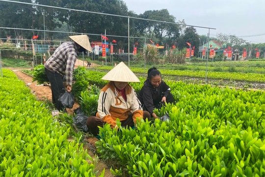 Giá keo giống tăng gấp đôi, làng ươm ở huyện Tân Kỳ 'cháy hàng'