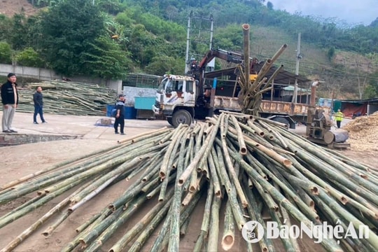 Cây mét - 'vàng xanh' của người dân miền Tây Nghệ An