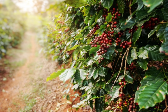 Giá cà phê hôm nay 4/4/2025: Tăng nhẹ ở Lâm Đồng