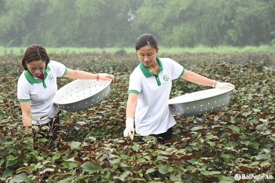 Cận cảnh trồng và chế biến thủ công trà búp tía tô ở Đô Lương